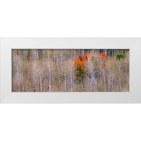USA-Idaho-Highway 36 west of Liberty and hillsides covered with Aspens in autumn with Canyon Maple White Modern Wood Framed Art Print by Gulin, Sylvia