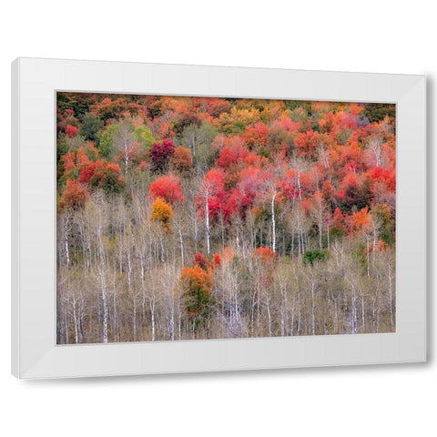 USA-Idaho-Highway 36 west of Liberty and hillsides covered with Canyon Maple and Aspens in autumn White Modern Wood Framed Art Print by Gulin, Sylvia