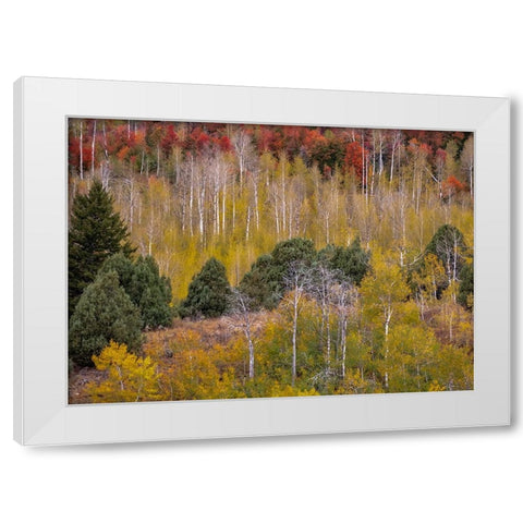 USA-Idaho-Highway 36 west of Liberty and hillsides covered with Canyon Maple and Aspens in autumn White Modern Wood Framed Art Print by Gulin, Sylvia
