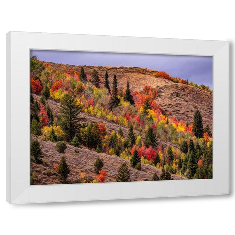 USA-Idaho-St Charles-hillside along dirt road 411 and Fall colored Canyon Maples in Reds White Modern Wood Framed Art Print by Gulin, Sylvia