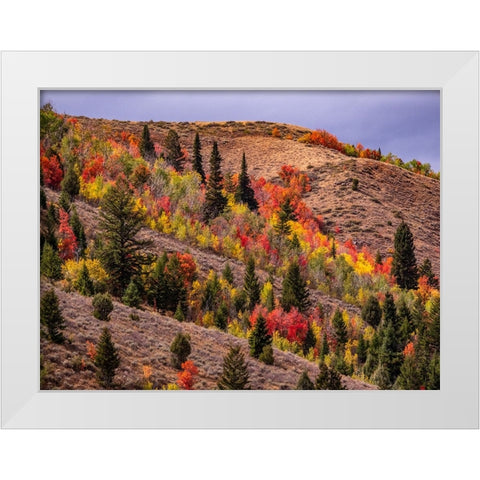 USA-Idaho-St Charles-hillside along dirt road 411 and Fall colored Canyon Maples in Reds White Modern Wood Framed Art Print by Gulin, Sylvia