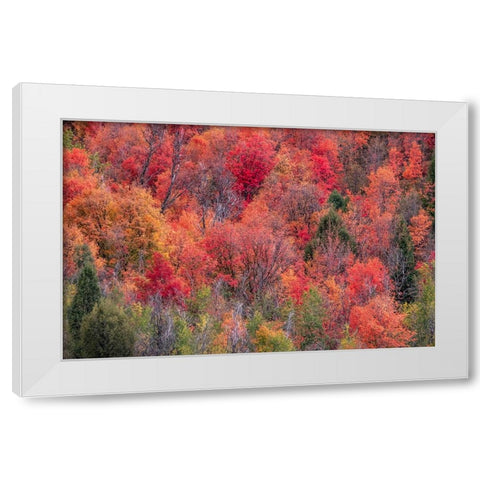 USA-Idaho-St Charles-hillside along dirt road 411 and Fall colored Canyon Maples in Reds White Modern Wood Framed Art Print by Gulin, Sylvia