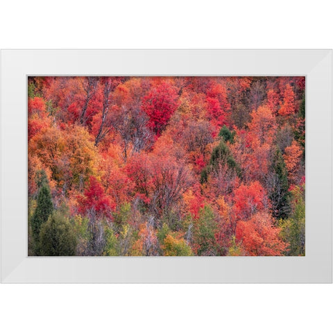 USA-Idaho-St Charles-hillside along dirt road 411 and Fall colored Canyon Maples in Reds White Modern Wood Framed Art Print by Gulin, Sylvia