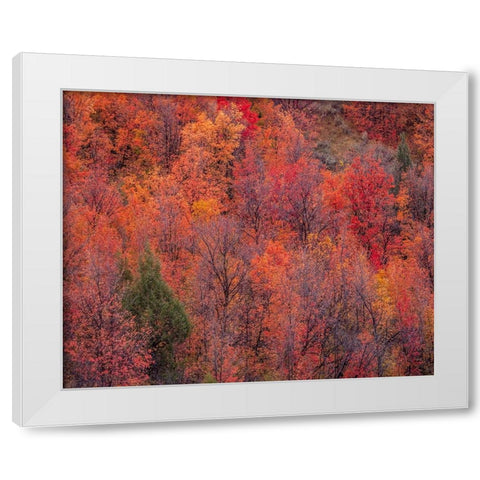 USA-Idaho-St Charles-hillside along dirt road 411 and Fall colored Canyon Maples in Reds White Modern Wood Framed Art Print by Gulin, Sylvia