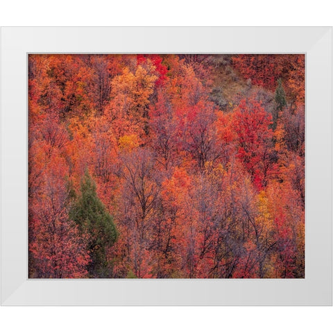 USA-Idaho-St Charles-hillside along dirt road 411 and Fall colored Canyon Maples in Reds White Modern Wood Framed Art Print by Gulin, Sylvia