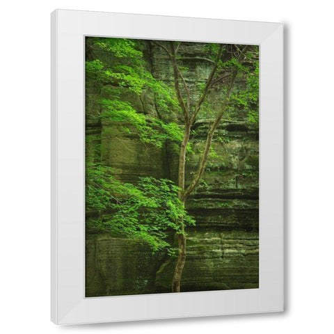 Kaskaskia Canyon-Starved Rock State Park-LaSalle County-Illinois White Modern Wood Framed Art Print by Majchrowicz, Alan