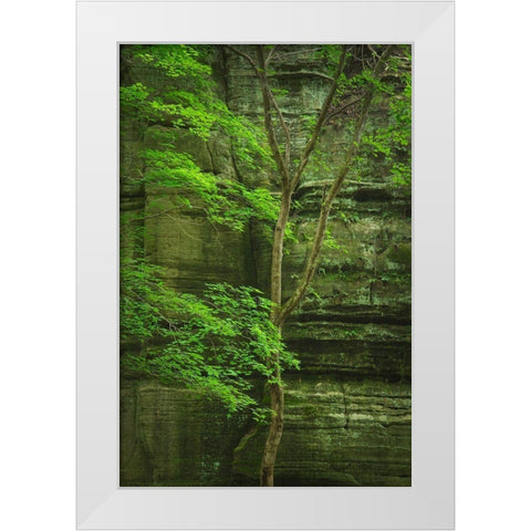 Kaskaskia Canyon-Starved Rock State Park-LaSalle County-Illinois White Modern Wood Framed Art Print by Majchrowicz, Alan