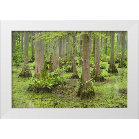 Cypress trees in Heron Pond-Cache River State Natural Area-Illinois White Modern Wood Framed Art Print by Majchrowicz, Alan