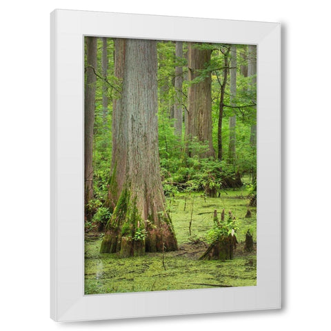 Cypress trees in Heron Pond-Cache River State Natural Area-Illinois White Modern Wood Framed Art Print by Majchrowicz, Alan