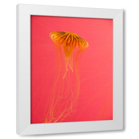 Jellyfish-Shedd Aquarium-Chicago-Illinois-USA White Modern Wood Framed Art Print by Miller, Anna