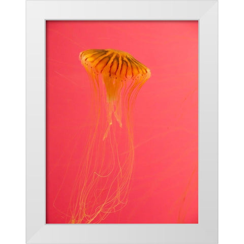 Jellyfish-Shedd Aquarium-Chicago-Illinois-USA White Modern Wood Framed Art Print by Miller, Anna