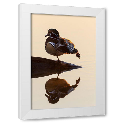 Wood Duck (Aix sponsa) male on log stretching in wetland at sunrise-Marion County-Illinois White Modern Wood Framed Art Print by Day, Richard and Susan