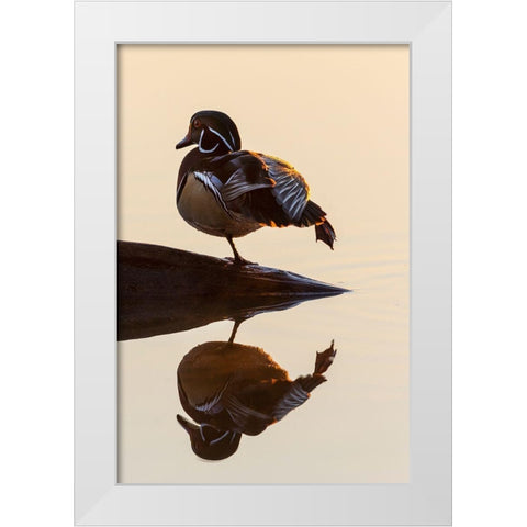 Wood Duck (Aix sponsa) male on log stretching in wetland at sunrise-Marion County-Illinois White Modern Wood Framed Art Print by Day, Richard and Susan