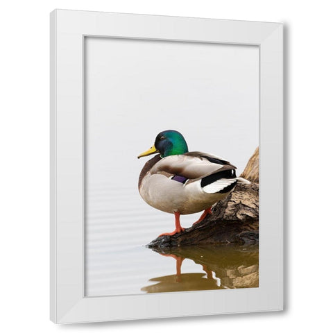 Mallard (Anas platyrhynchos) male on log in wetland-Marion County-Illinois White Modern Wood Framed Art Print by Day, Richard and Susan