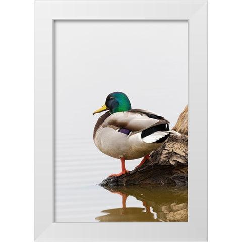 Mallard (Anas platyrhynchos) male on log in wetland-Marion County-Illinois White Modern Wood Framed Art Print by Day, Richard and Susan