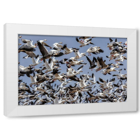 Snow Geese (Anser caerulescens) in flight-Marion County-Illinois White Modern Wood Framed Art Print by Day, Richard and Susan