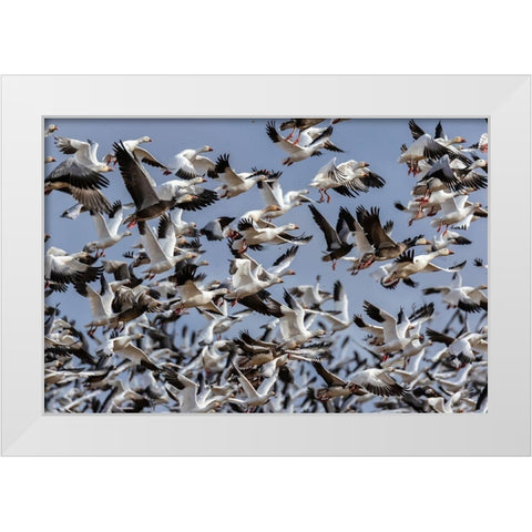 Snow Geese (Anser caerulescens) in flight-Marion County-Illinois White Modern Wood Framed Art Print by Day, Richard and Susan