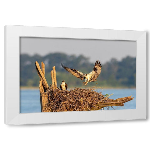 Osprey (Pandion haliaetus) landing at nest Rend Lake Jefferson County-Illinois White Modern Wood Framed Art Print by Day, Richard and Susan