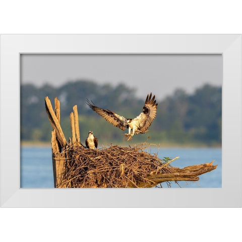 Osprey (Pandion haliaetus) landing at nest Rend Lake Jefferson County-Illinois White Modern Wood Framed Art Print by Day, Richard and Susan