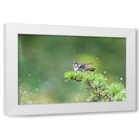 Ruby-throated Hummingbird bathing in sprinkler-Marion County-Illinois White Modern Wood Framed Art Print by Day, Richard and Susan