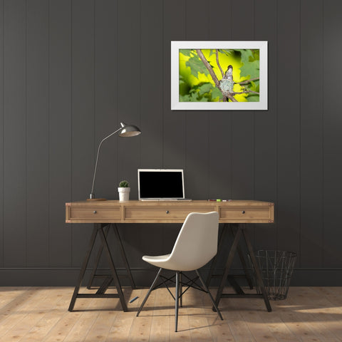 Ruby-throated Hummingbird female feeding young at nest-Marion County-Illinois White Modern Wood Framed Art Print by Day, Richard and Susan