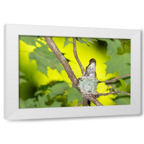 Ruby-throated Hummingbird female feeding young at nest-Marion County-Illinois White Modern Wood Framed Art Print by Day, Richard and Susan
