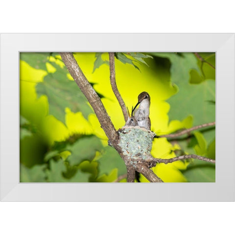 Ruby-throated Hummingbird female feeding young at nest-Marion County-Illinois White Modern Wood Framed Art Print by Day, Richard and Susan