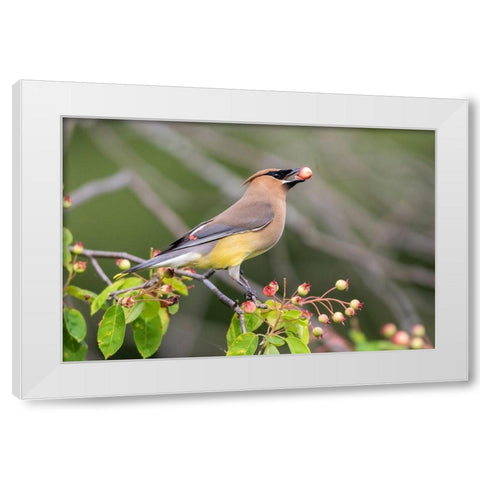 Cedar Waxwing eating berry in Serviceberry Bush (Amelanchier canadensis)-Marion County-Illinois White Modern Wood Framed Art Print by Day, Richard and Susan