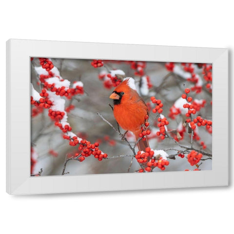 Northern Cardinal male in Winterberry bush in winter-Marion County-Illinois White Modern Wood Framed Art Print by Day, Richard and Susan