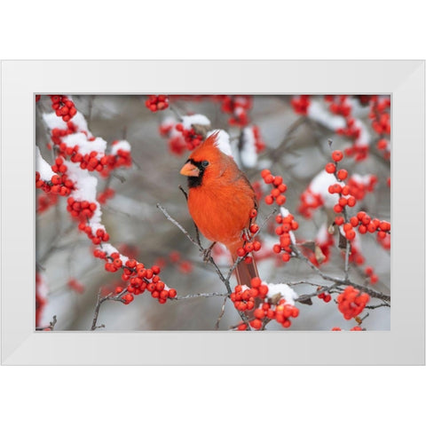 Northern Cardinal male in Winterberry bush in winter-Marion County-Illinois White Modern Wood Framed Art Print by Day, Richard and Susan