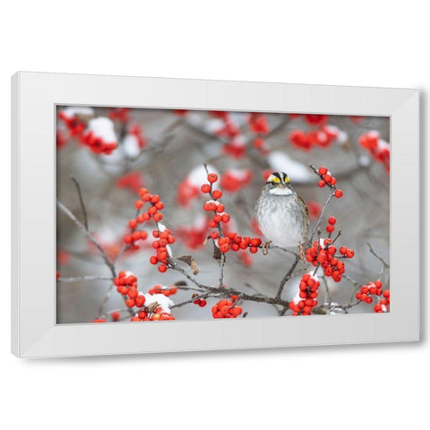 White-throated Sparrow in Winterberry bush in winter-Marion County-Illinois White Modern Wood Framed Art Print by Day, Richard and Susan