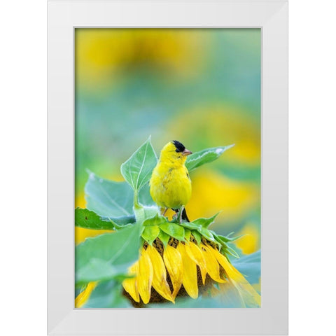 American Goldfinch male on Sunflower Sam Parr St Pk Jasper County-Illinois White Modern Wood Framed Art Print by Day, Richard and Susan