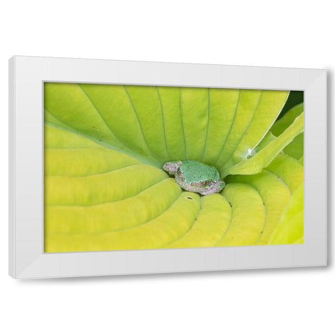 Gray Treefrog (Hyla versicolor) in hosta leaf-Marion County-Illinois White Modern Wood Framed Art Print by Day, Richard and Susan