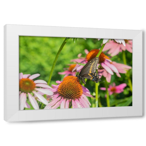 Black Swallowtail male on Purple Coneflower -Marion County-Illinois White Modern Wood Framed Art Print by Day, Richard and Susan