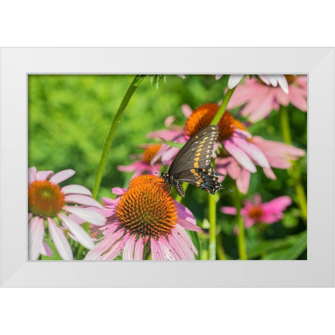 Black Swallowtail male on Purple Coneflower -Marion County-Illinois White Modern Wood Framed Art Print by Day, Richard and Susan