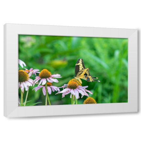 Giant Swallowtail on Purple Coneflower -Marion County-Illinois White Modern Wood Framed Art Print by Day, Richard and Susan