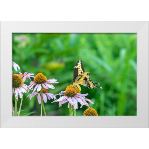 Giant Swallowtail on Purple Coneflower -Marion County-Illinois White Modern Wood Framed Art Print by Day, Richard and Susan