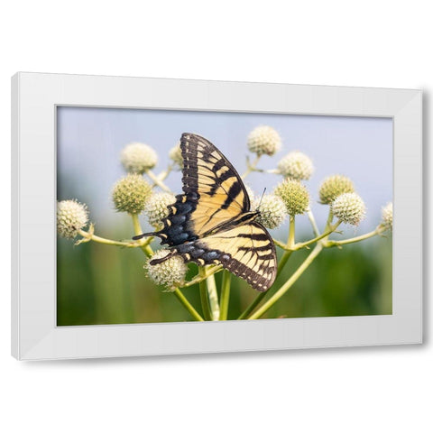 Eastern Tiger Swallowtail on Rattlesnake Master (Eryngium yuccifolium)-Marion County-Illinois White Modern Wood Framed Art Print by Day, Richard and Susan