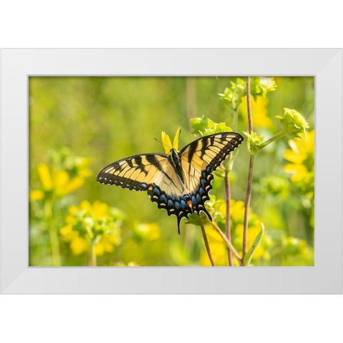 Eastern Tiger Swallowtail on Rosin Weed (Silphium integrifolium)-Marion County-Illinois White Modern Wood Framed Art Print by Day, Richard and Susan