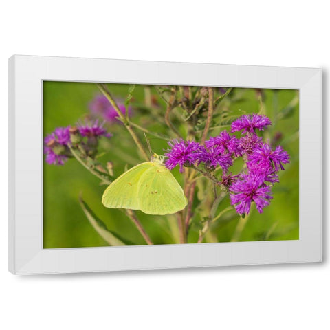 Cloudless Sulphur (Phoebis sennae) on Missouri Ironweed (Veronia missurica)-Marion County-Illinois White Modern Wood Framed Art Print by Day, Richard and Susan