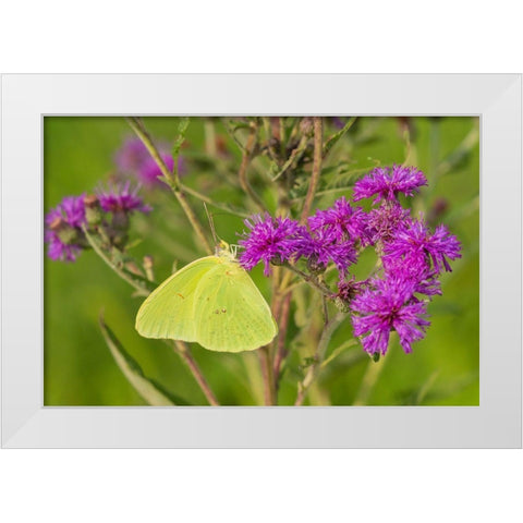 Cloudless Sulphur (Phoebis sennae) on Missouri Ironweed (Veronia missurica)-Marion County-Illinois White Modern Wood Framed Art Print by Day, Richard and Susan