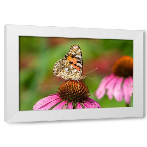 Painted Lady (Vanessa cardui) on Purple Coneflower -Marion County-Illinois White Modern Wood Framed Art Print by Day, Richard and Susan