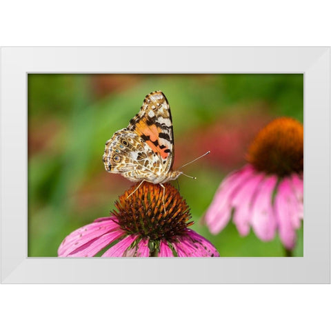 Painted Lady (Vanessa cardui) on Purple Coneflower -Marion County-Illinois White Modern Wood Framed Art Print by Day, Richard and Susan
