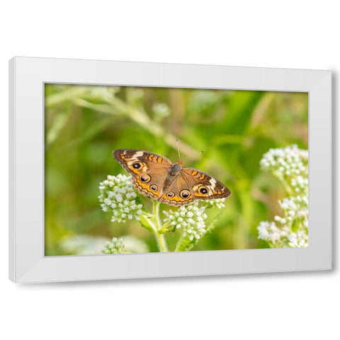 Common Buckeye (Junonia coenia) on Common Boneset (Eupatorium perfoliatum)-Marion County-Illinois White Modern Wood Framed Art Print by Day, Richard and Susan