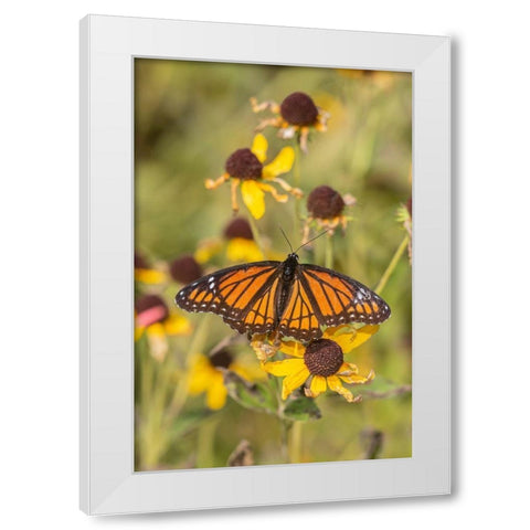 Viceroy (Limenitis arthemis) on Sneezeweed (Helenium sp)-Effingham County-Illinois White Modern Wood Framed Art Print by Day, Richard and Susan