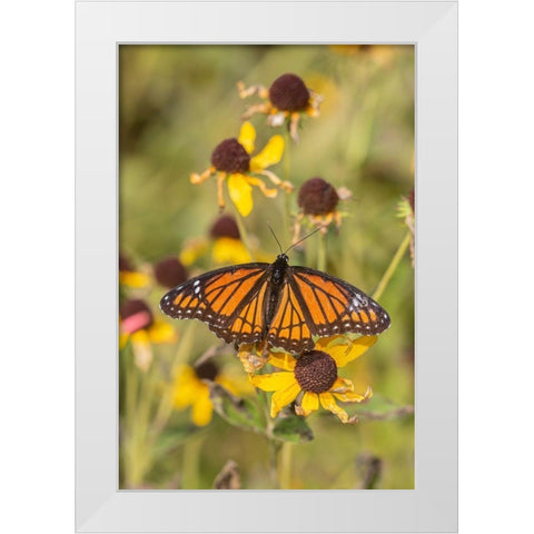Viceroy (Limenitis arthemis) on Sneezeweed (Helenium sp)-Effingham County-Illinois White Modern Wood Framed Art Print by Day, Richard and Susan