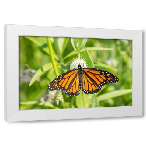 Monarch (Danaus plexippus) on Rattlesnake Master (Eryngium yuccifolium)-Marion County-Illinois White Modern Wood Framed Art Print by Day, Richard and Susan