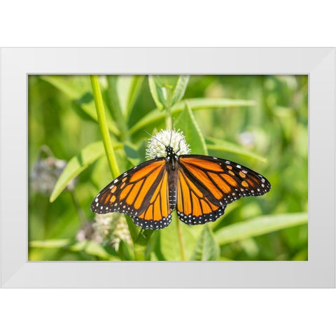 Monarch (Danaus plexippus) on Rattlesnake Master (Eryngium yuccifolium)-Marion County-Illinois White Modern Wood Framed Art Print by Day, Richard and Susan
