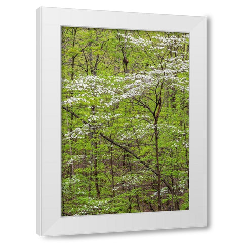 Flowering Dogwood Tree in spring Stephen A Forbes State Recreation Area-Marion County-Illinois White Modern Wood Framed Art Print by Day, Richard and Susan