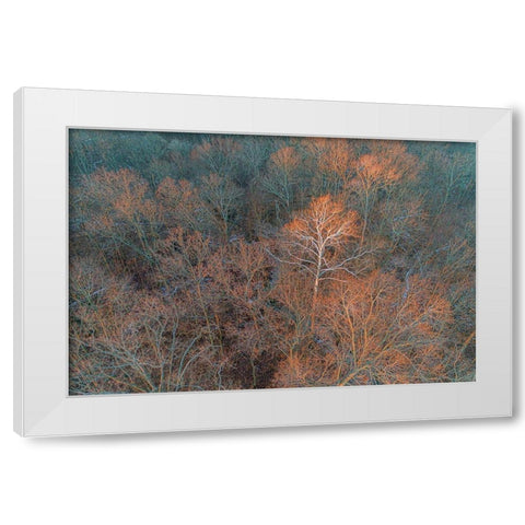 Aerial view of lone Sycamore tree in winter woods-Marion County-Illinois White Modern Wood Framed Art Print by Day, Richard and Susan